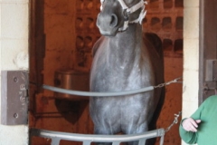 A June Affair - Leaves the track and arrives in Tennessee