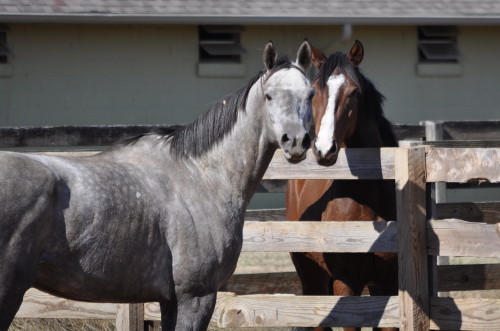 A June Affair making new friends with an ex-race horse