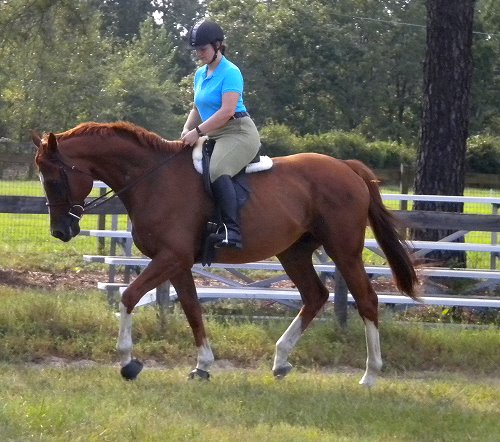 Admiration - Thoroughbred horse for sale