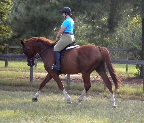 Admiration - Thoroughbred horse for sale