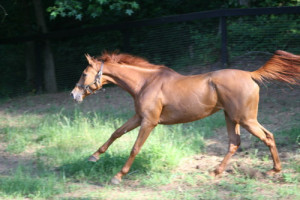 Allegiant-20090619