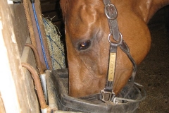 Allegiant - 20090630