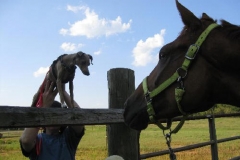 Allegiant - 20090708