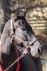brother-ron_20101119_038