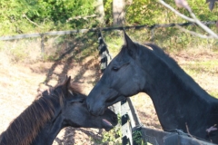 Brother Ron - Arrives at Bits & Bytes Farm