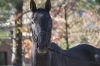 brother-ron_20101110_006