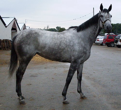 Chipawild - grey Thoroughbred prospect horse