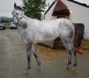 chipawild_20090804_02