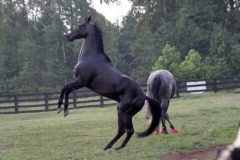 Deny & Monarch\'s Reign - July 7, 2011