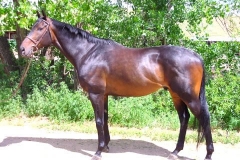 Fast Commander - 2010