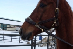 Golds Anatomy  - Prospect Photos February 2009