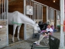 grayboo_20080719_004