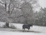 Joe Bear in the snow2010