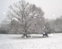 Joe Bear in the snow2010