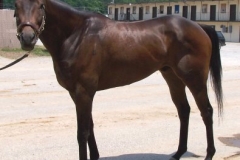 K O River Crossing - 2007 Prospect Horse Photos