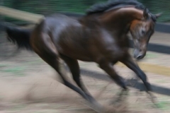 K O River Crossing - 2008 