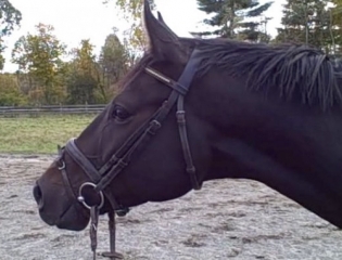 shelbys-hill20100704-1-500