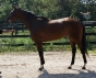 Taxi was a Prospect Horse for Sale