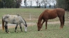 Cortableau and TK\'s Turn hang out together in the pasture                           