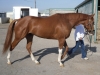http://www.bitsandbytesfarm.com/newz/thoroughbred-horses-for-sale/prospect-horses