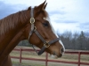  Win For Morgan was a Thoroughbred Horse for sale on the Bits & Bytes Farm Web site. 
