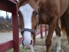 For Morgan was a Thoroughbred Horse for sale on the Bits & Bytes Farm Web site.
