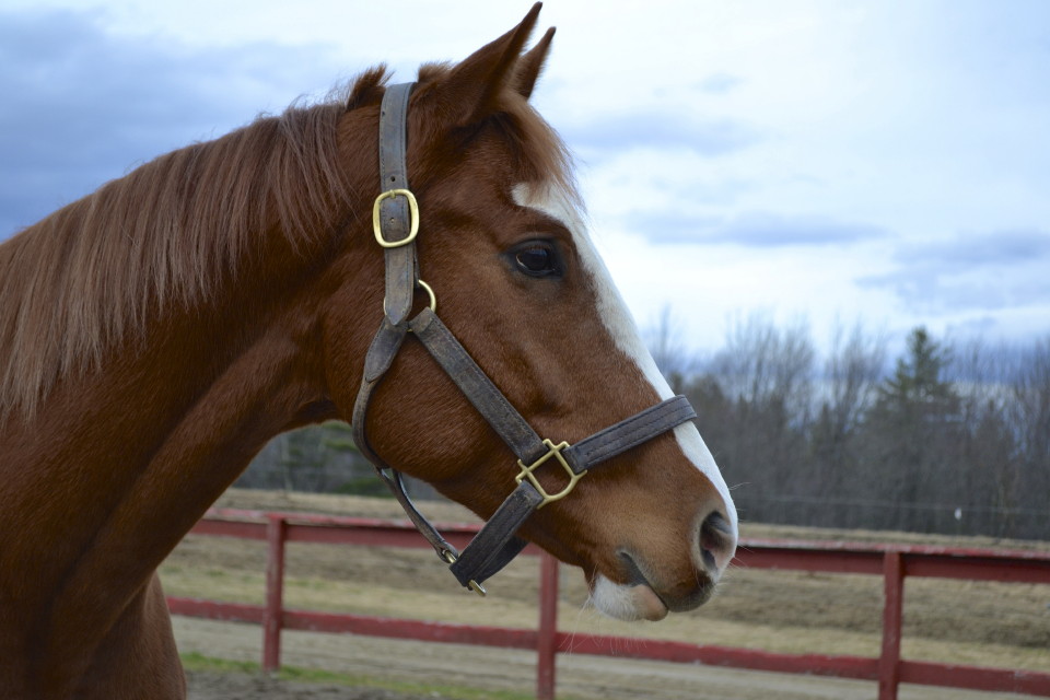 Win For Morgan was a Thoroughbred Horse for sale on the Bits & Bytes Farm Web site.