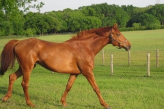 Wise Young Sage - May 2010