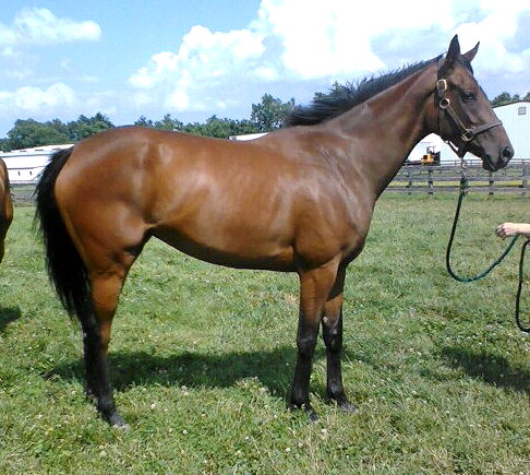 Muchu was a Prospect Horse For Sale on the Bits & Bytes Farm Web site.