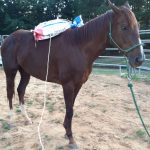 Ain't Misbehavin - - Despooking ex-race horse Mary Misbehavin