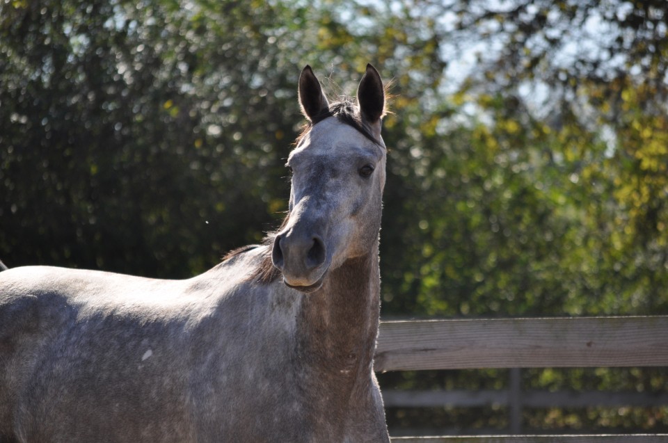 A June Affair in November 2010