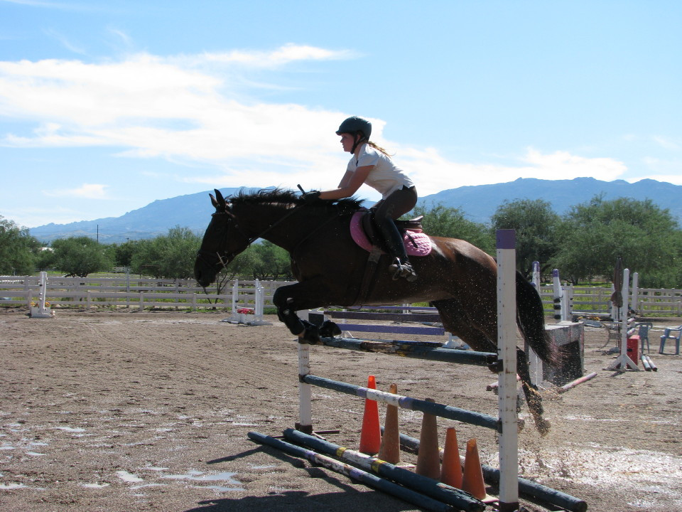 Tax Hike - OTTB Learning to jump