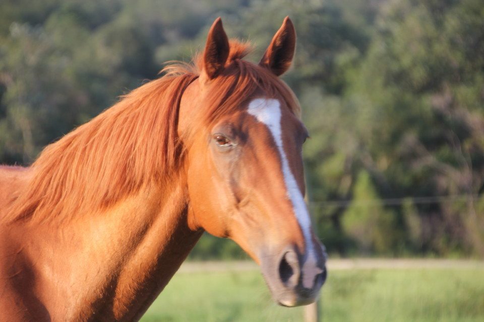 boltoflightiing-lucky_20120715_003