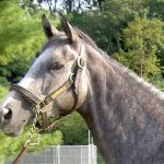 My Isabell is a grey Thoroughbred horse for sale