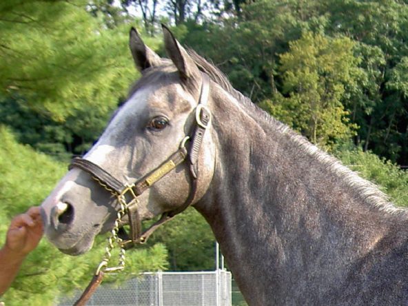 My Isabell is a grey Thoroughbred horse for sale