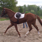 Breaking Free - Former Race Horse To Sport Horse