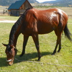 Tillo - OTTB living in Colorado