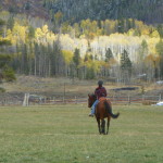 Tillo - OTTB living in Colorado
